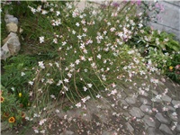 9abde04e-Picture 6590.jpg